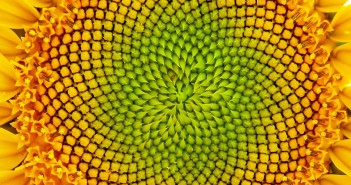 Tỉ lệ vàng trong đời sống và bố cục nhiếp ảnh – Golden ratio in life and photography Chimkudo---Chup-anh-san-pham