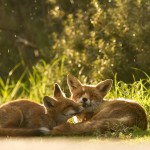 @Roeselien-Raimond